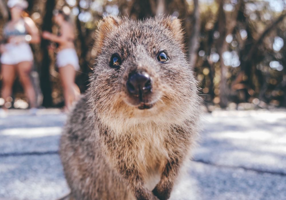 destination perth zoo